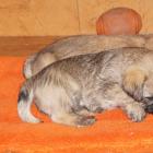 c.65 weeks old boys sleeping.jpg